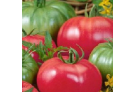 Харди F1 - томат детерминантный, 5 000 семян, Lark Seeds (Ларк Сидс), США фото, цена